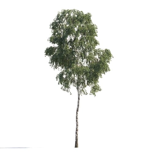 Birch 89 AM258 Archmodels