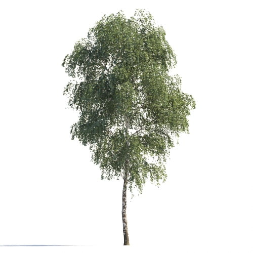 Birch 90 AM258 Archmodels