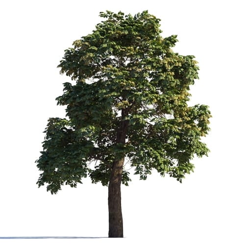 Chestnut 93 AM258 Archmodels