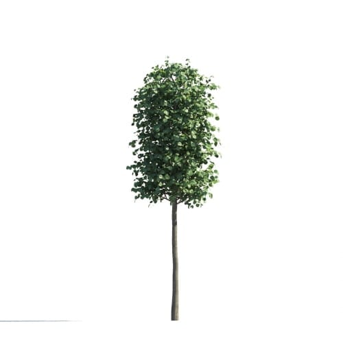 Tilia 102 AM258 Archmodels