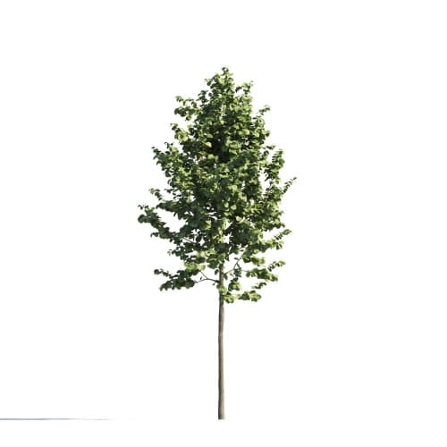 Tilia 103 AM258 Archmodels