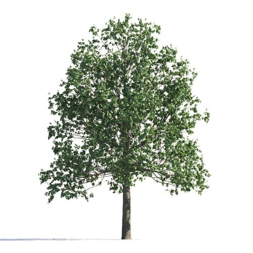 Tilia 106 AM258 Archmodels