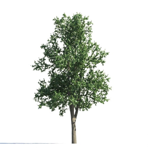 Tilia 107 AM258 Archmodels