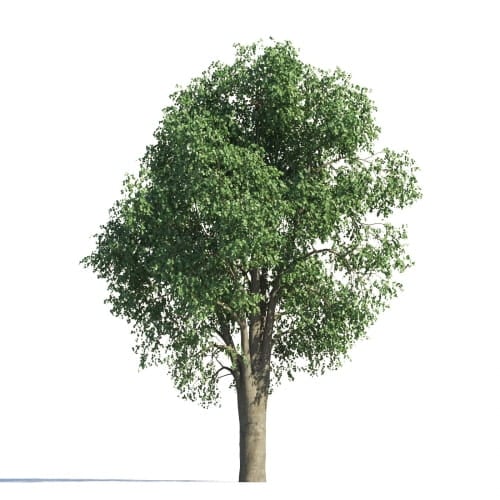 Tilia 108 AM258 Archmodels
