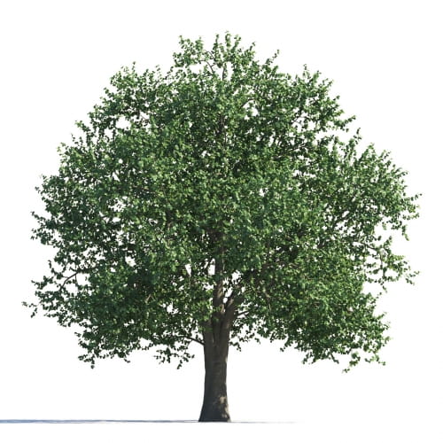 Tilia 110 AM258 Archmodels