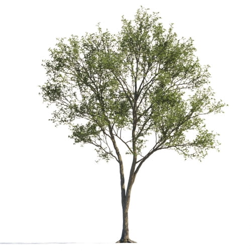 Maple 112 AM258 Archmodels