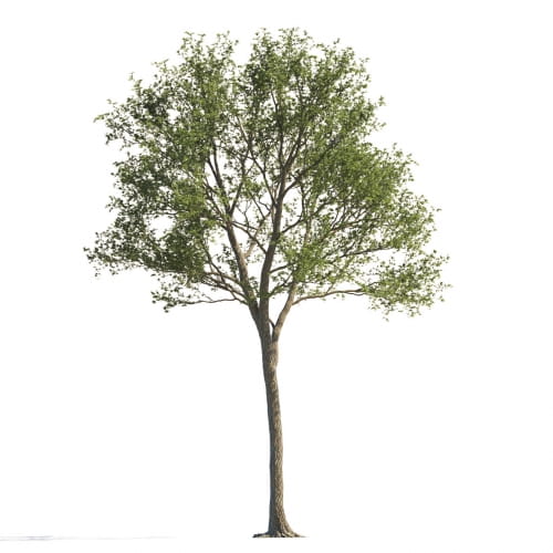 Maple 113 AM258 Archmodels