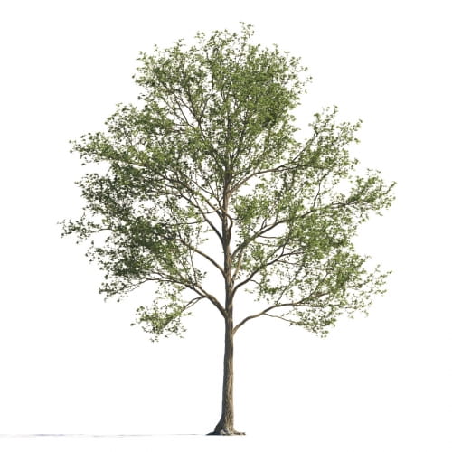 Maple 115 AM258 Archmodels