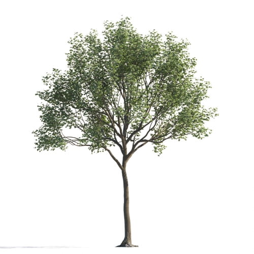 Maple 116 AM258 Archmodels