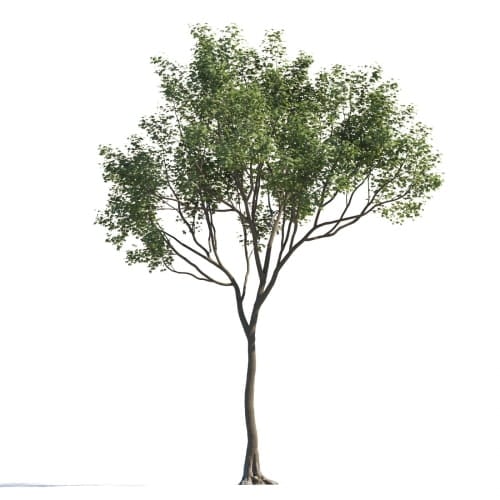Maple 118 AM258 Archmodels