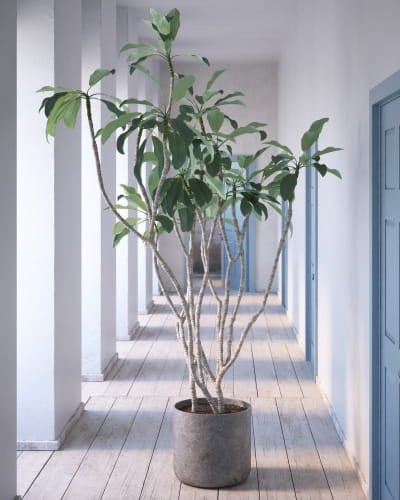 plant 12 AM260 Archmodels