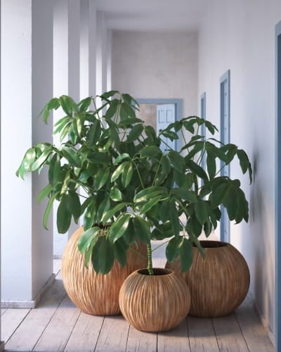 plant 26 AM260 Archmodels