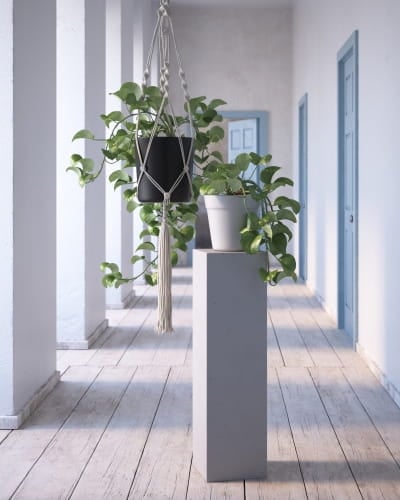 plant 31 AM260 Archmodels