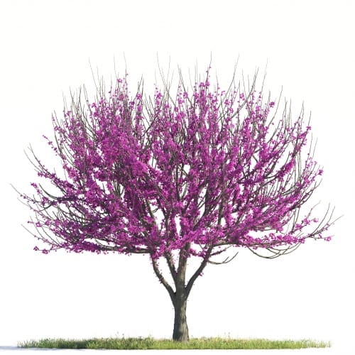 Cercis Canadensis 1 AM264