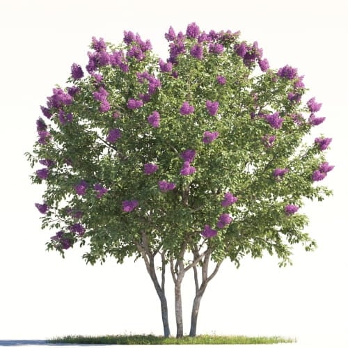 Lilac 3 AM264