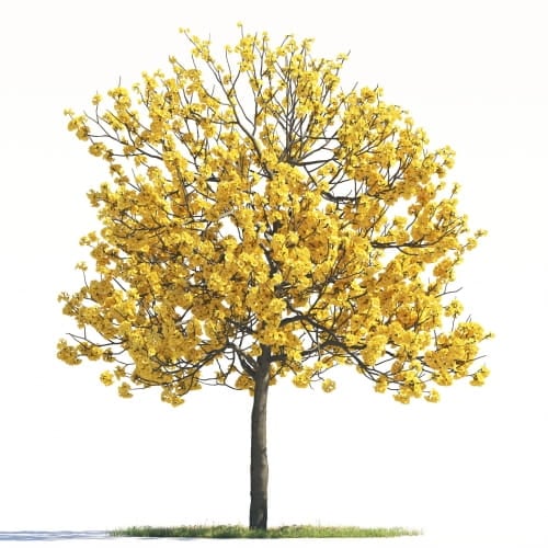 Tabebuia Aurea 13 AM264