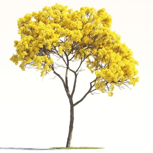 Tabebuia Aurea 14 AM264