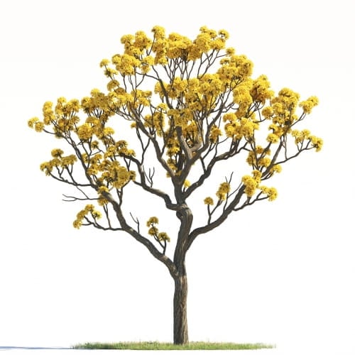 Tabebuia Aurea 15 AM264