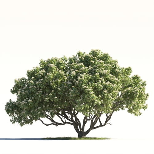 Orange Tree 16 AM264