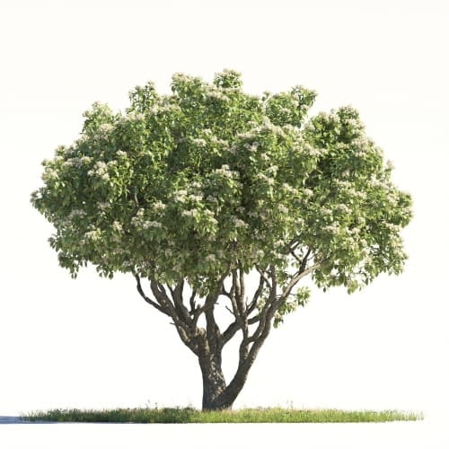 Orange Tree 17 AM264