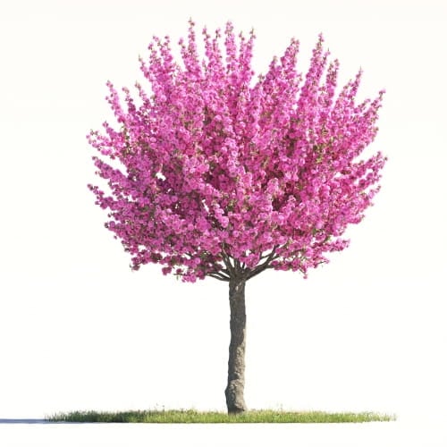 Prunus Triloba 19 AM264