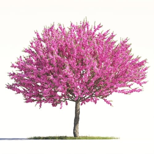 Prunus Triloba 20 AM264