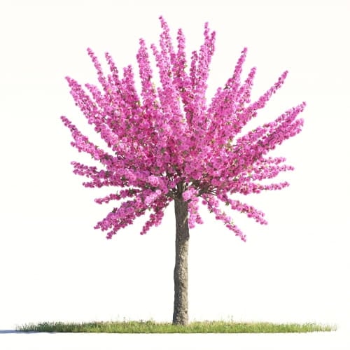 Prunus Triloba 21 AM264