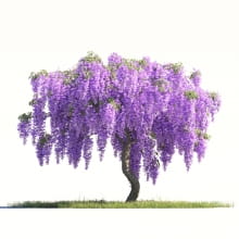Weeping Lilac 22 AM264