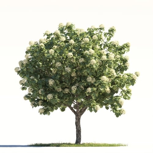 Viburnum Carlesii 23 AM264