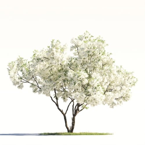 Chionanthus Virginicus 26 AM264