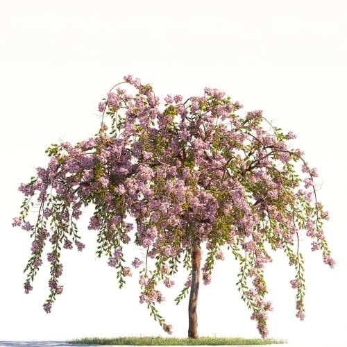 Japanese cherry 29 AM264
