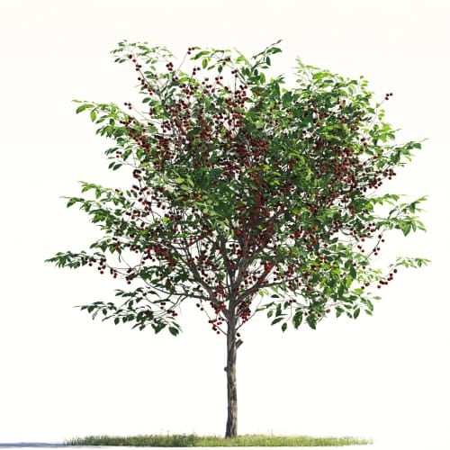 Cherry tree 32 AM264