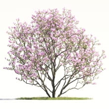 Magnolia tree 35 AM264