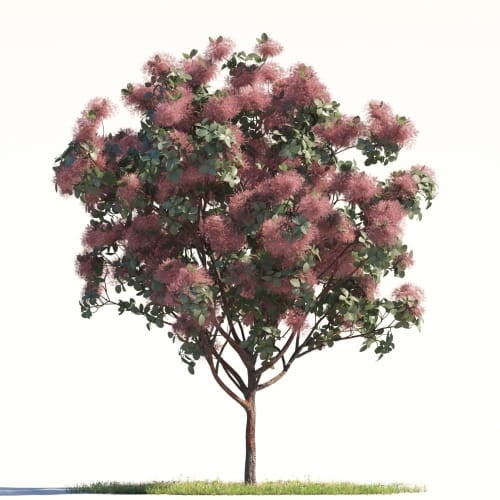 Smoke tree 37 AM264
