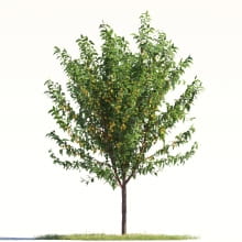 Mirabelle Plum tree 39 AM264