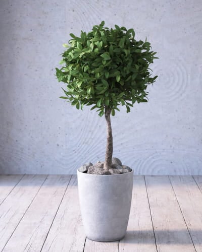 plant 2 AM268 Archmodels