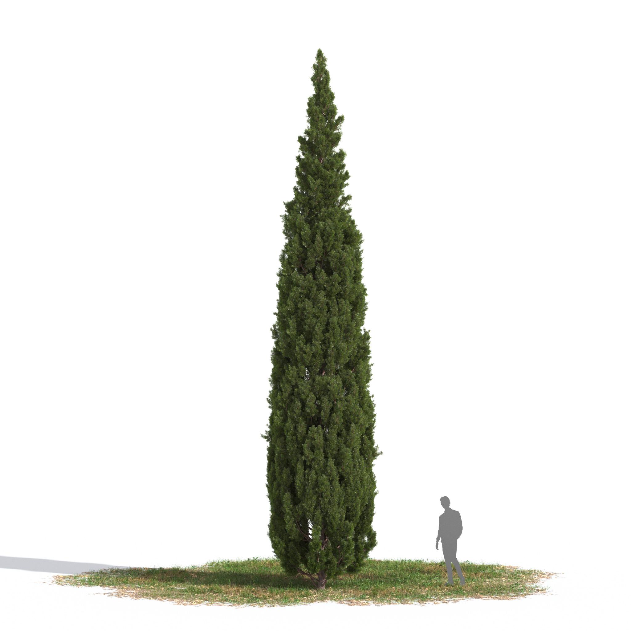 https://evermotion.org/files/model_images/AM269_001_Cupressus_serpenvirens_1.jpg