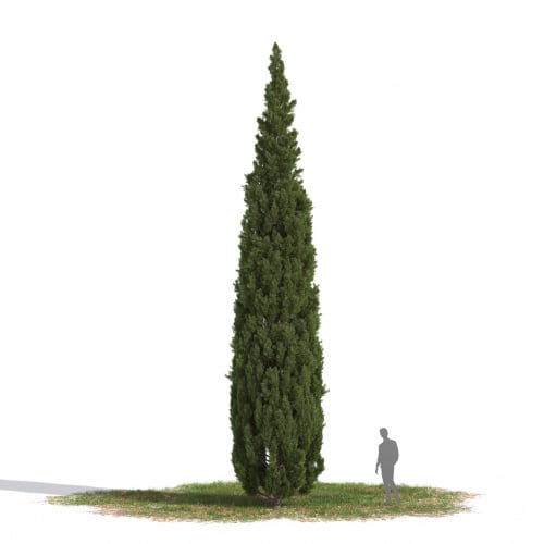 Cupressus sempervirens 01 AM269