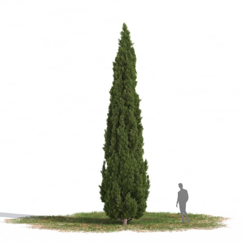 Cupressus sempervirens 02 AM269