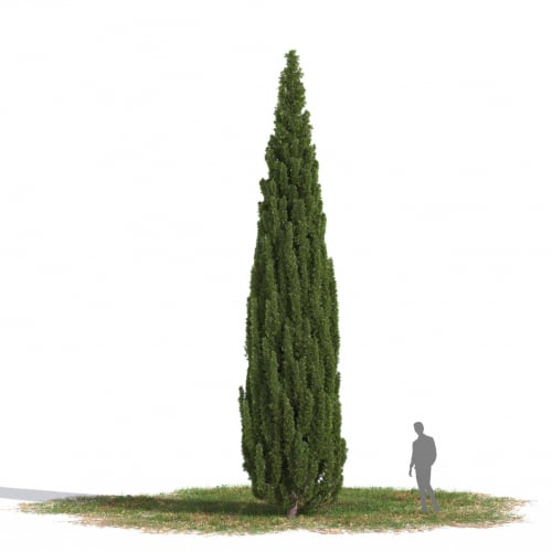 Cupressus sempervirens 03 AM269
