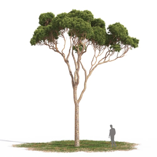 Pinus pinea 04 AM269