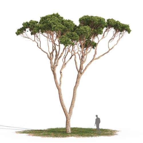 Pinus pinea 05 AM269