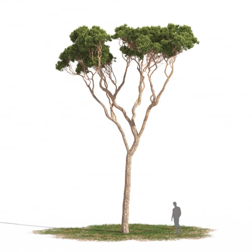 Pinus pinea 06 AM269