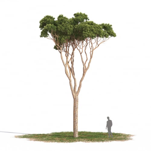 Pinus pinea 07 AM269