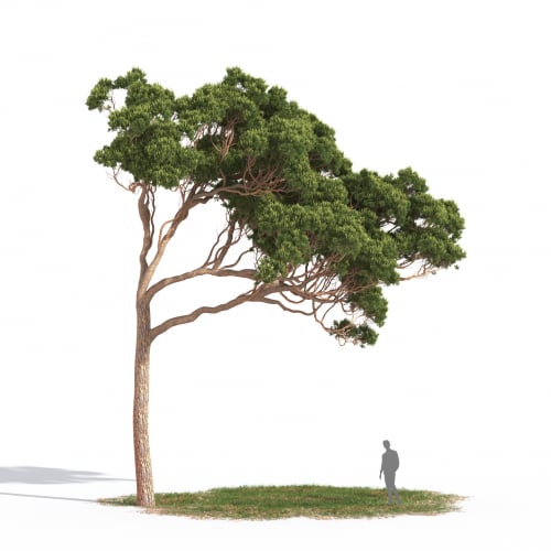 Pinus pinea 09 AM269