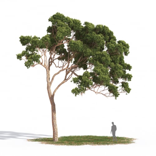 Pinus pinea 10 AM269