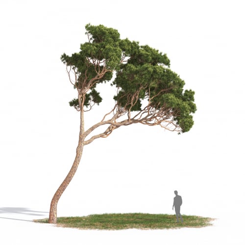 Pinus pinea 11 AM269