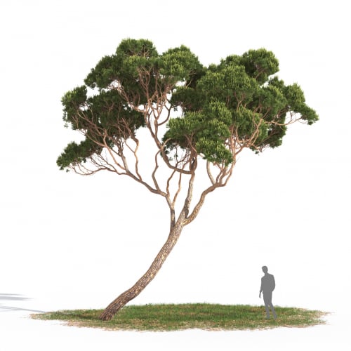 Pinus pinea 13 AM269