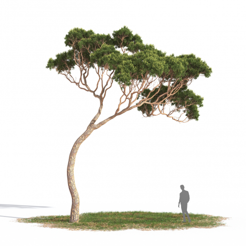 Pinus pinea 14 AM269