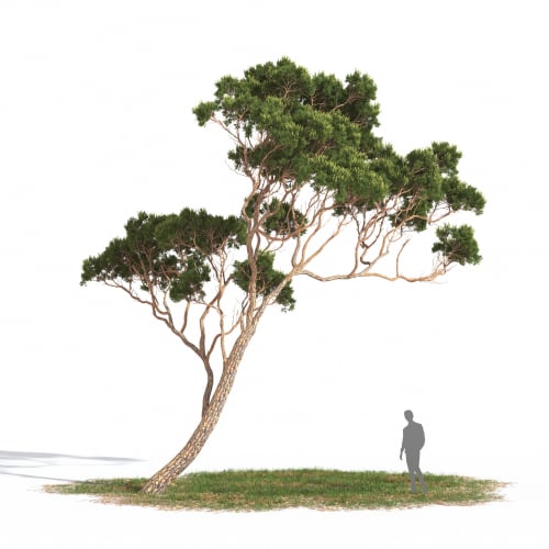 Pinus pinea 16 AM269